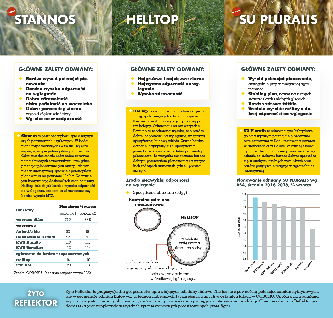 Nasiona Dalgety - nasiona żyta stannos, żyto helltop, żyto pluralis Nasiona Dalgety - nasiona żyta stannos, żyto helltop, żyto pluralis