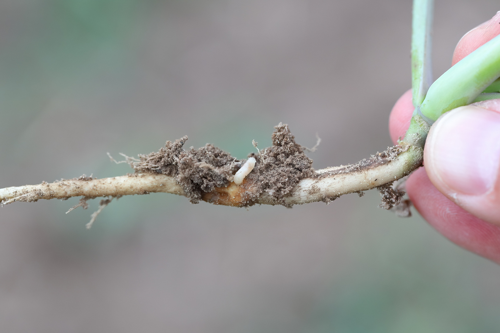 śmietka kapuściana larwa
