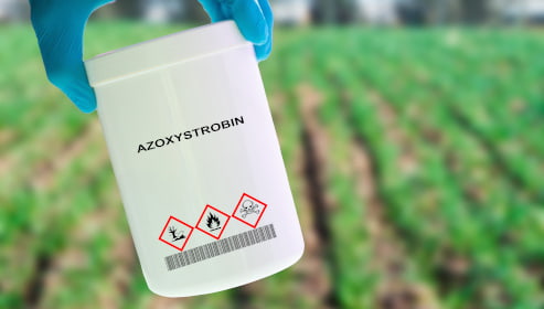 Azoksystrobina – jak działa, co zwalcza, w jakich uprawach i kiedy się ją stosuje?