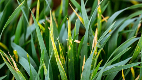 Fungicydy na zboża – jakie choroby zwalczają?