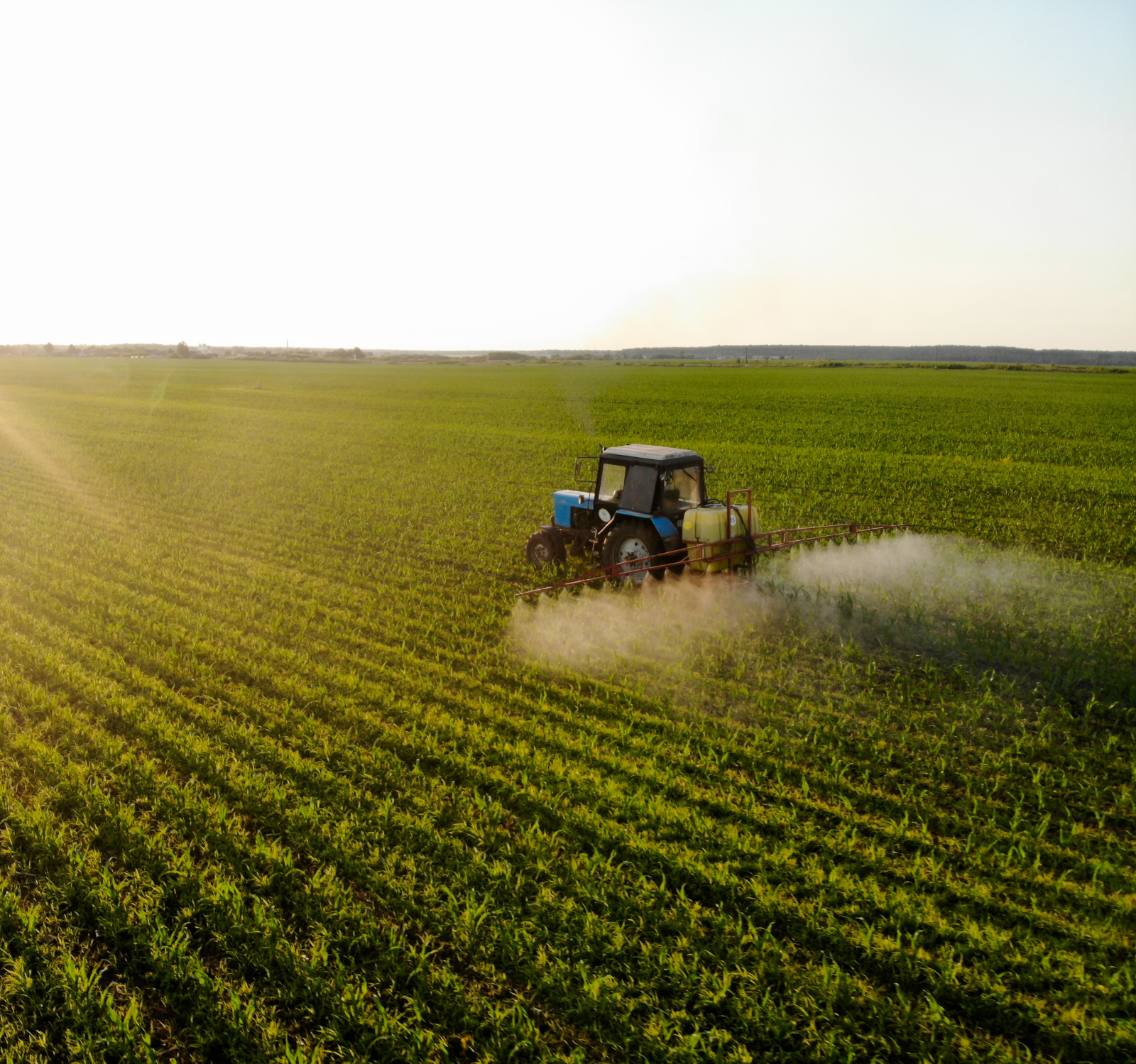 Dokarmianie dolistne kukurydzy