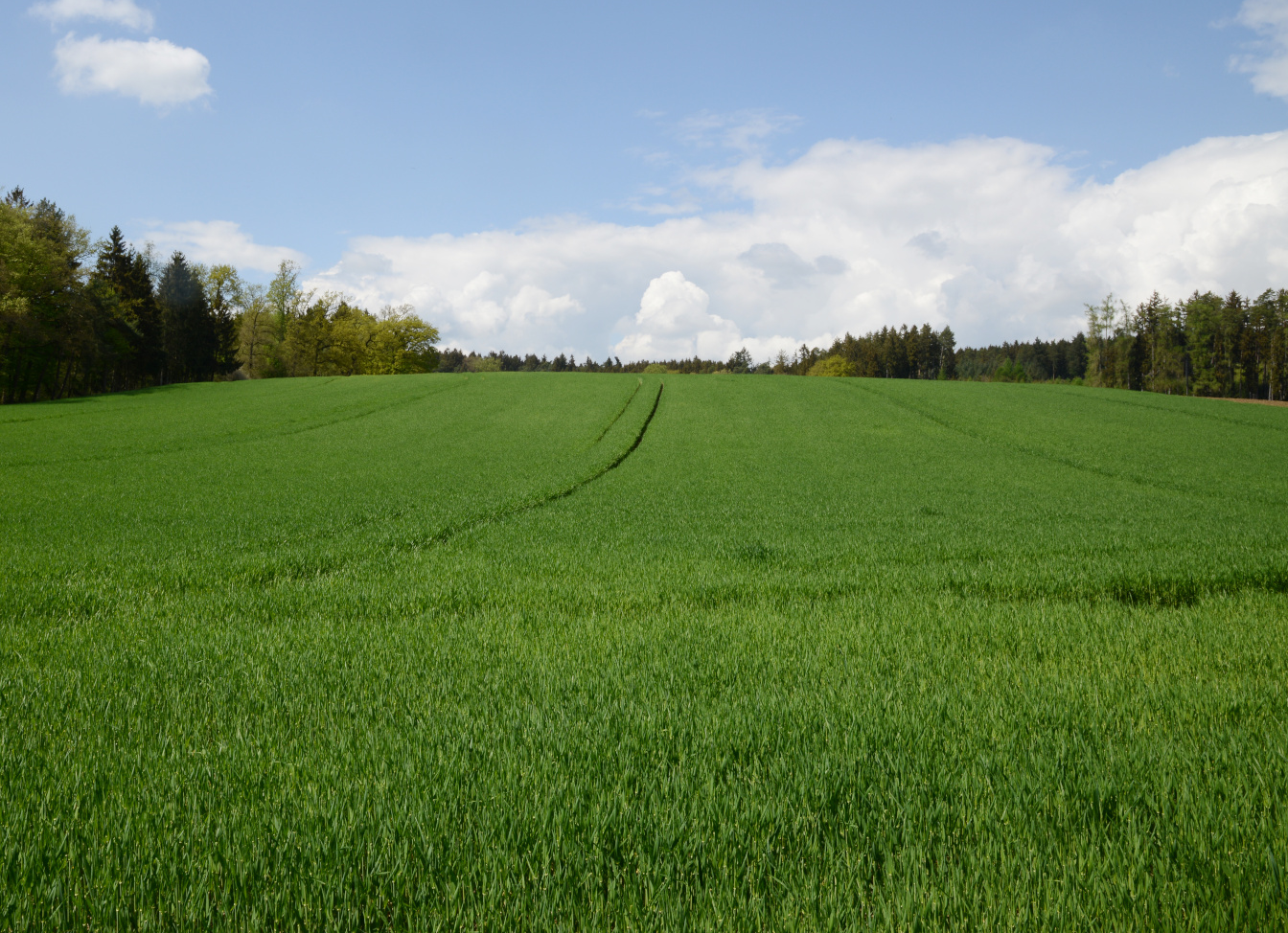 Nawożenie jęczmienia jarego – wymagania