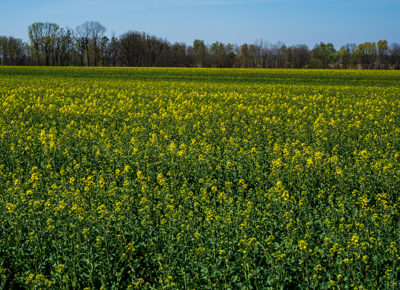 Jaki nawóz dolistny na rzepak ozimy wybrać wiosną?