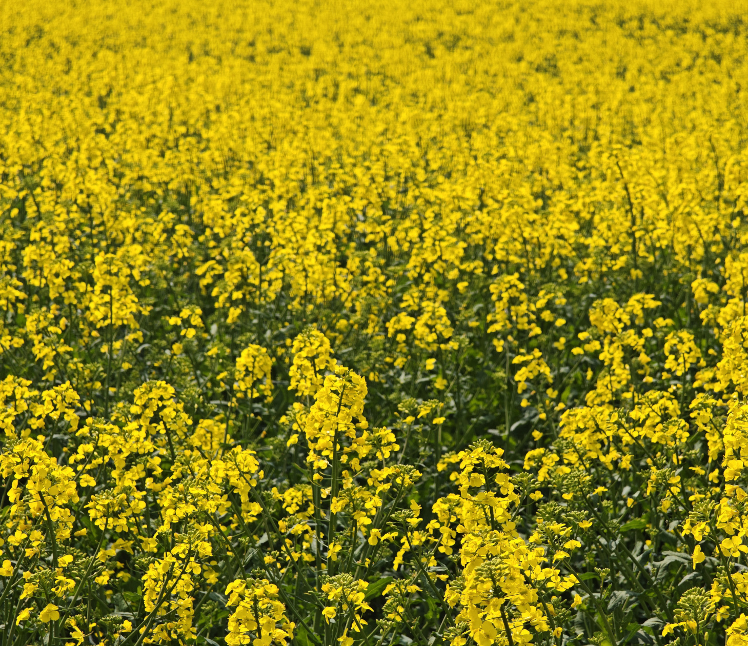 Rzepak – wymagania glebowe i pokarmowe