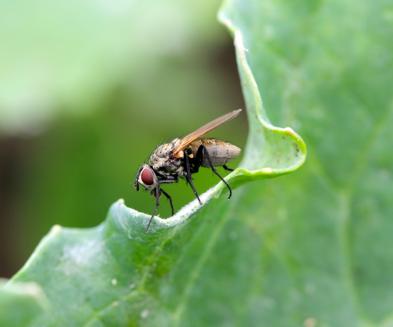 Śmietka kapuściana w rzepaku – jak ją ograniczyć z Brasika Pro?