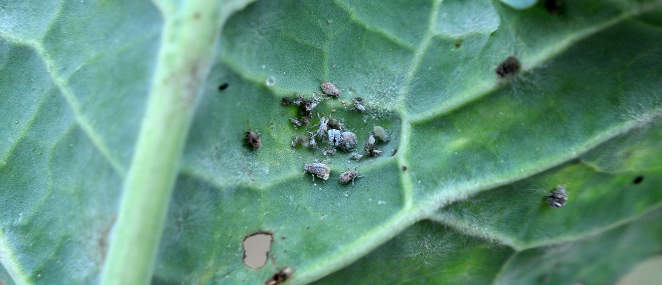 Mszyce – jedne z najbardziej uciążliwych szkodników w uprawach rolniczych