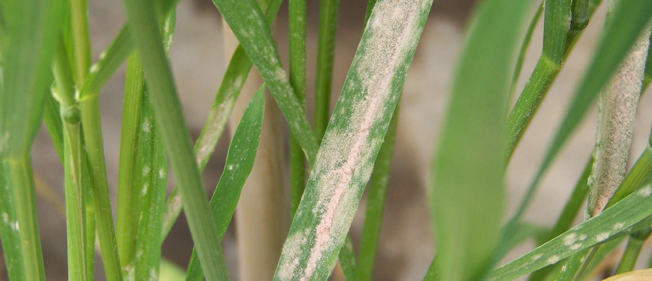 Wiosenne wsparcie odporności roślin - probiotyk Custos Pro