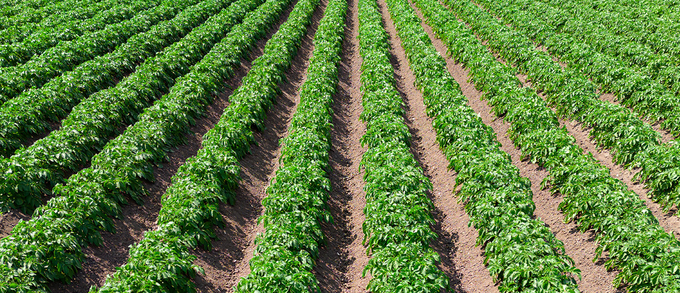 Nowoczesna technologia uprawy ziemniaków – jak zwiększyć rentowność dzięki rozwiązaniom biologicznym?