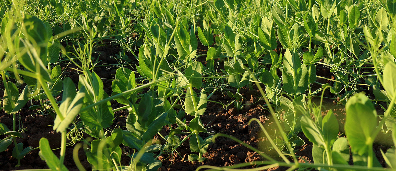 Zaprawianie soi, grochu i bobiku – dlaczego to klucz do wysokich plonów?