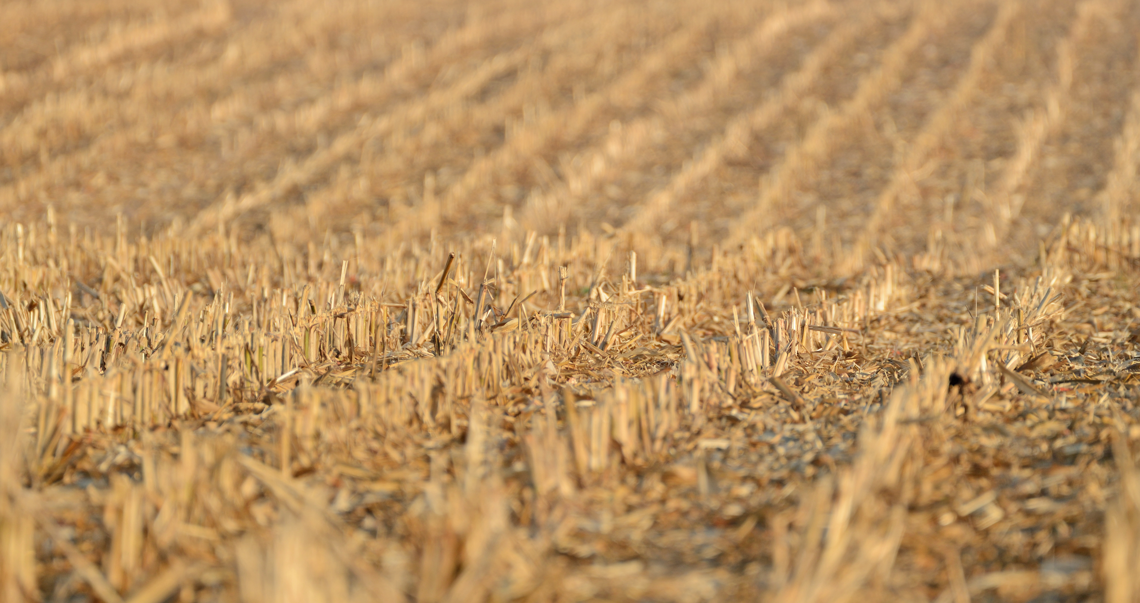 Resztki pożniwne kukurydzy a choroby odglebowe. Zobacz, jak działa duet Amalgerol Essence i ReBiom Pro