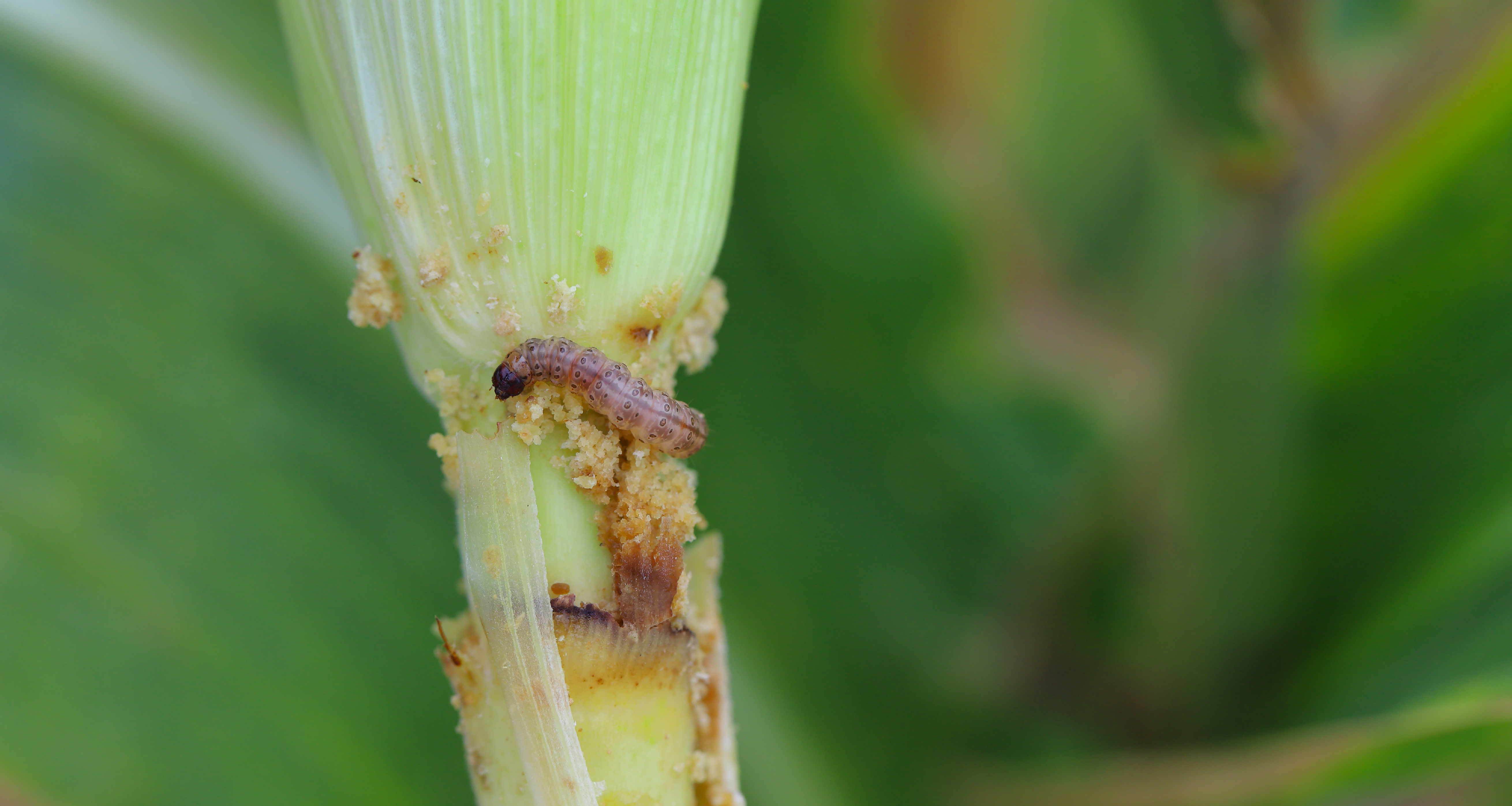 Omacnica prosowianka w kukurydzy – ograniczanie strat z Oma Pro