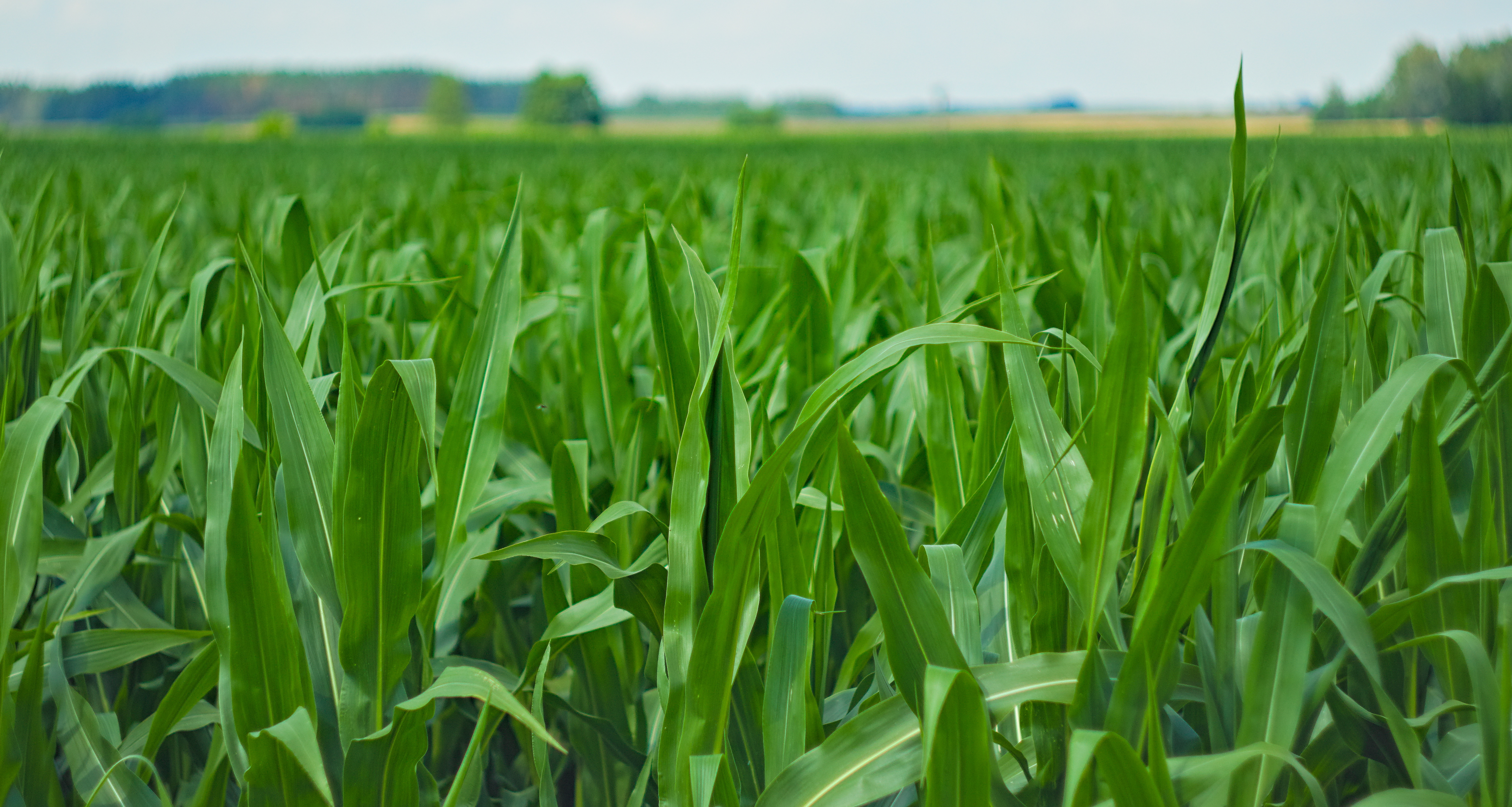 Nowe odmiany kukurydzy Agrii na sezon 2026 – postaw na stabilność i wysoki plon