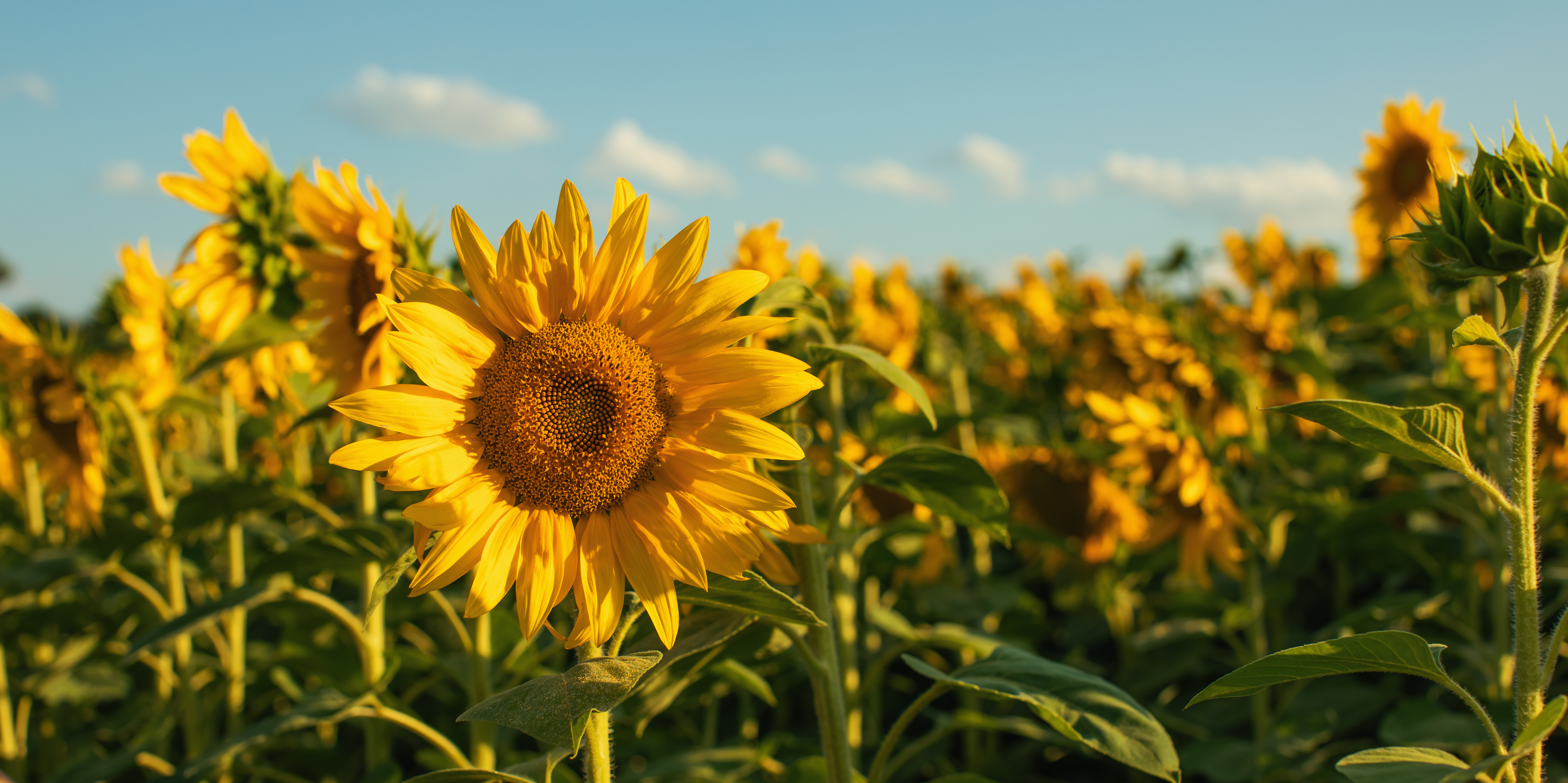 Nasiona słonecznika w ofercie Agrii Polska na sezon 2026